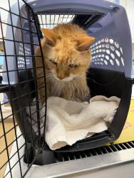Shelter Stray Male Cat last seen Boones Trail Road, CHESTERFIELD, VA, 23832, Chesterfield, VA 23832