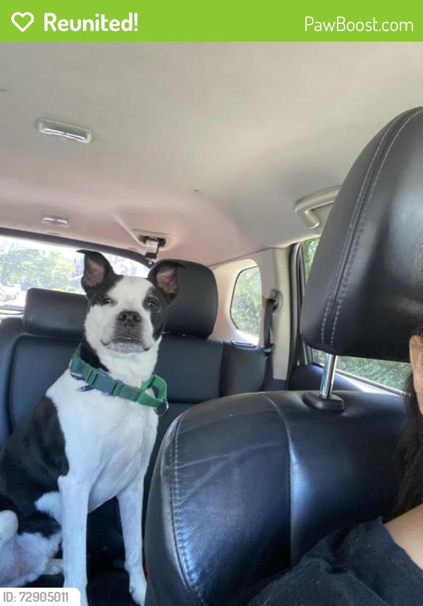 Reunited Male Dog last seen Cheltenham Avenue , Philadelphia, PA 19126