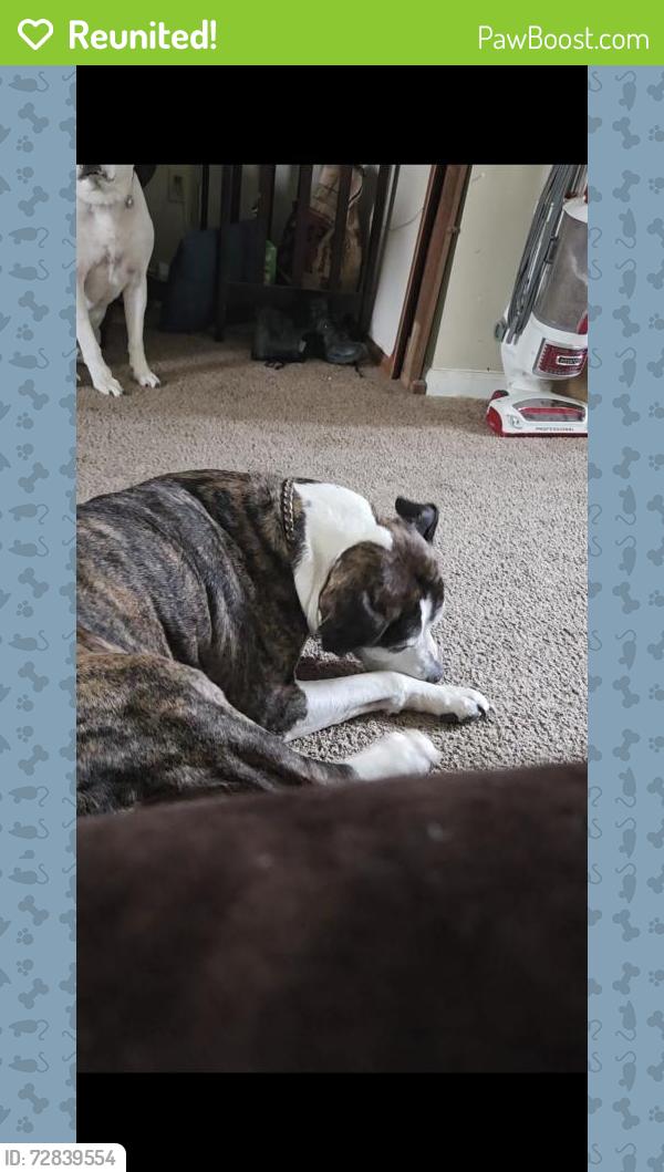 Reunited Male Dog last seen Southern pines, Whiteland, IN 46184