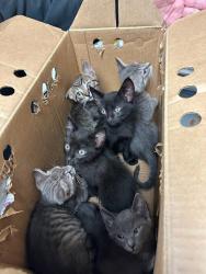 Shelter Stray Male Cat last seen Near Daniel Alexander Way, AUSTIN, TX, 78744, Austin, TX 78702