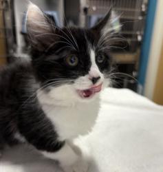Shelter Stray Male Cat last seen Near N Fig Street, Escondido, CA, 92025, Escondido, CA 92027