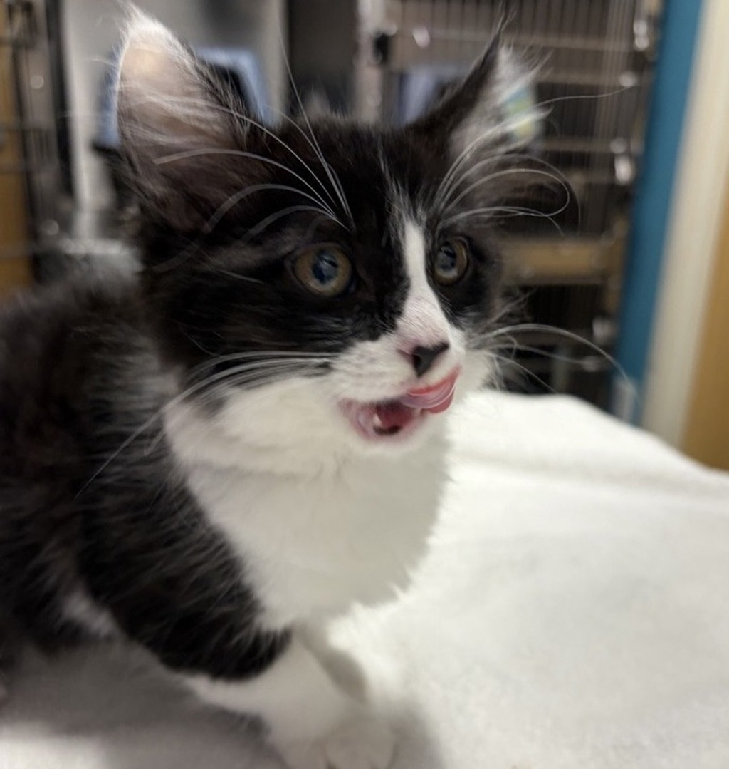 Shelter Stray Male Cat last seen Near N Fig Street, Escondido, CA, 92025, Escondido, CA 92027