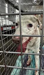Shelter Stray Male Dog last seen Near Immanuel Road, PFLUGERVILLE, TX, 78660, Austin, TX 78702