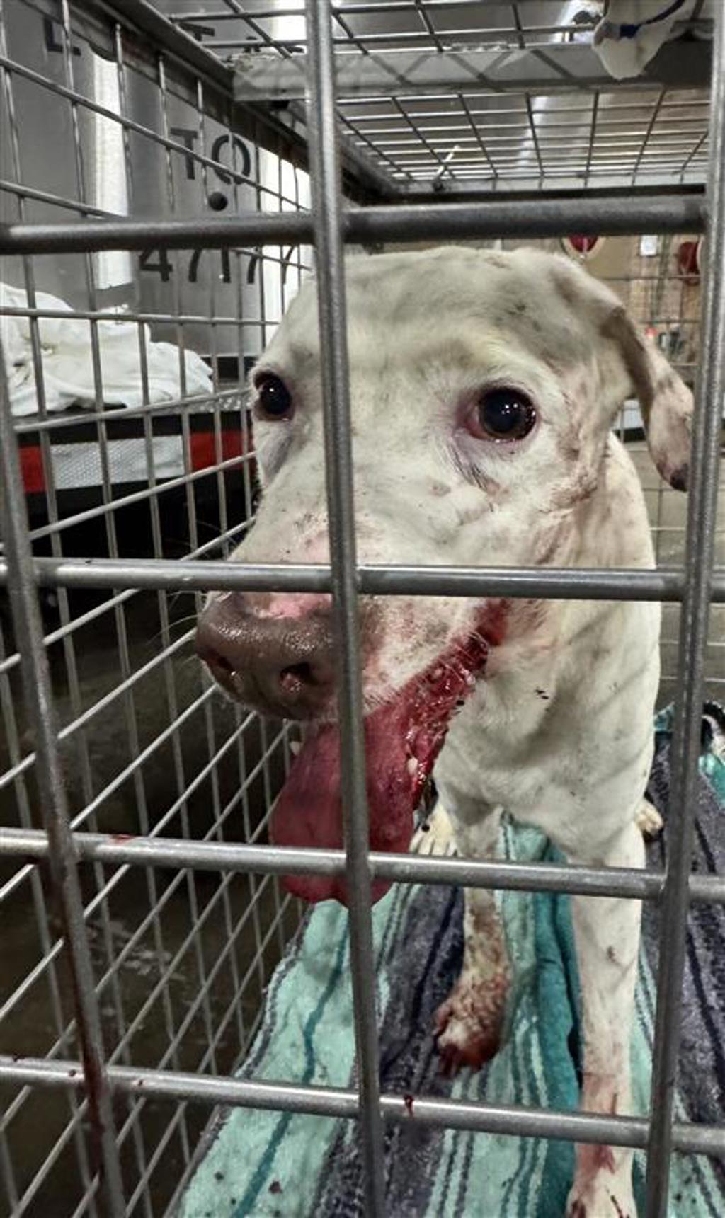 Shelter Stray Male Dog last seen Near Immanuel Road, PFLUGERVILLE, TX, 78660, Austin, TX 78702