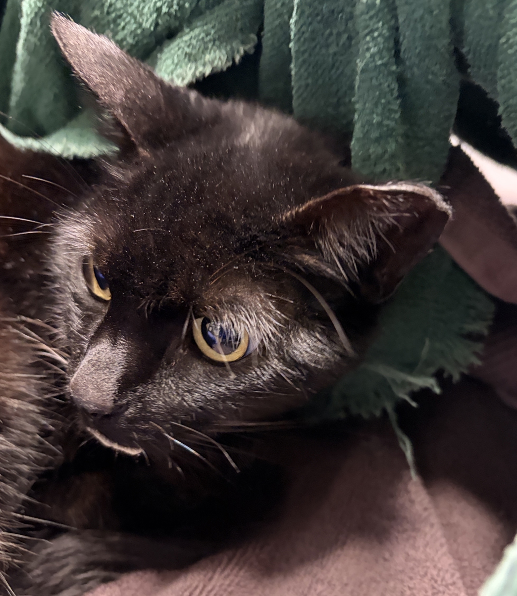 Shelter Stray Female Cat last seen Rush Drive, San Marcos, CA, 92078, Escondido, CA 92027