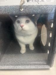 Shelter Stray Male Cat last seen Near Governeur Avenue, BRONX, NY, 10463, New York, NY 10029