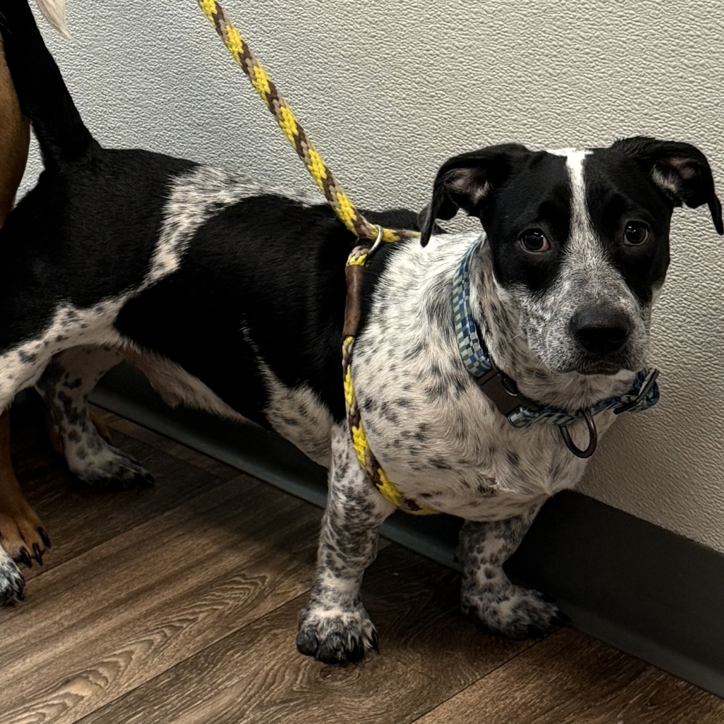 Shelter Stray Male Dog last seen Near Jutland Drive, San Diego, CA, 92117, San Diego, CA 92110