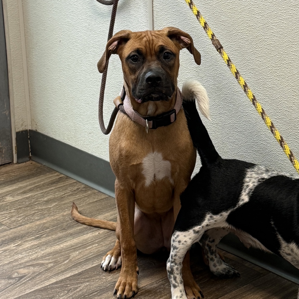 Shelter Stray Female Dog last seen Near Jutland Drive, San Diego, CA, 92117, San Diego, CA 92110