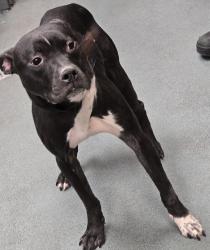 Shelter Stray Male Dog last seen NC, Raleigh, NC 27610