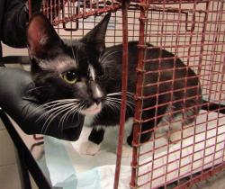 Shelter Stray Female Cat last seen Woodbend Drive, RALEIGH, NC, 27615, Raleigh, NC 27610