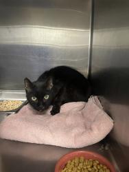 Shelter Stray Unknown Cat last seen Near W Ivy Drive, Midvale, UT, 84047, Taylorsville, UT 84123