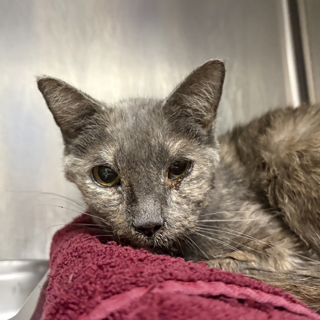 Shelter Stray Female Cat last seen Near W Ivy Drive, Midvale, UT, 84047, 511 W 3900 S, Salt Lake City, UT 84123, USA