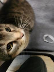 Shelter Stray Unknown Cat last seen Cardini Place, VIRGINIA BEACH, VA, 23453, Virginia Beach, VA 23451