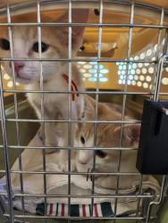 Shelter Stray Male Cat last seen Near Centerville Turnpike, VIRGINIA BEACH, VA, 23464, Virginia Beach, VA 23451