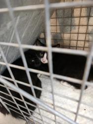 Shelter Stray Unknown Cat last seen Rookery Way, VIRGINIA BEACH, VA, 23455, Virginia Beach, VA 23451