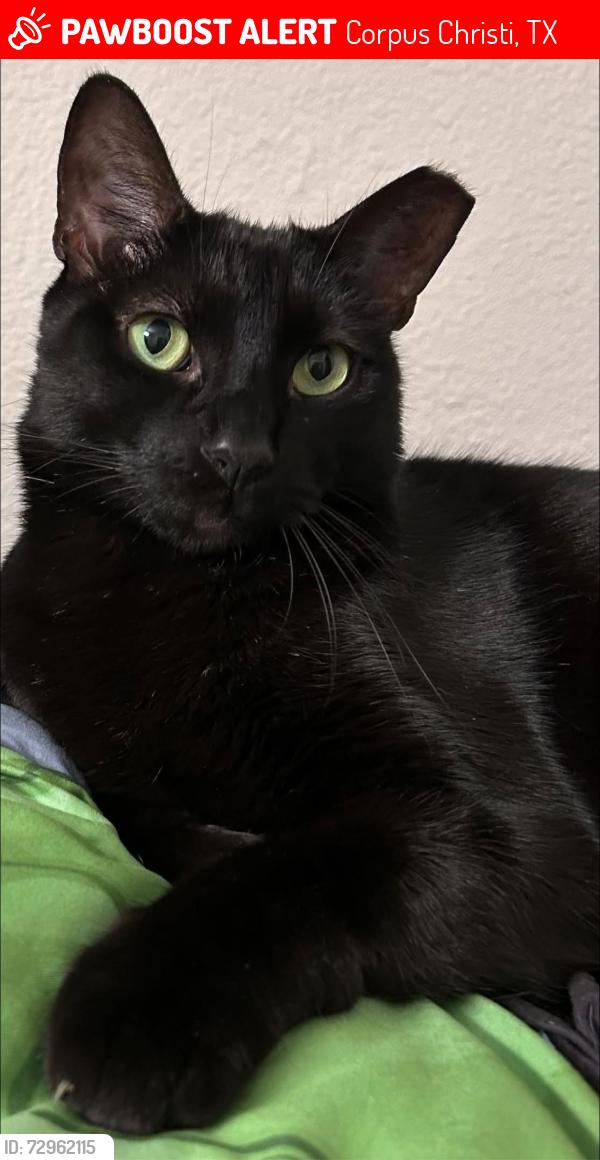 Lost Male Cat last seen Sahara and Delta , Corpus Christi, TX 78412