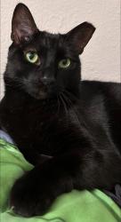 Lost Male Cat last seen Sahara and Delta , Corpus Christi, TX 78412