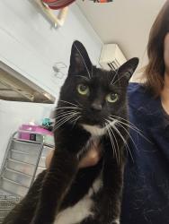 Shelter Stray Female Cat last seen Near Black Rock Harbour, PASADENA, MD, 21122, Millersville, MD 21054