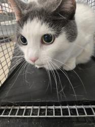 Shelter Stray Female Cat last seen Near Black Rock Harbour, PASADENA, MD, 21122, Millersville, MD 21054