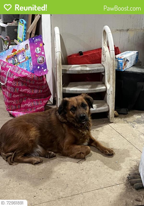 Reunited Female Dog last seen Fort Henry, Kingsport, TN 37663