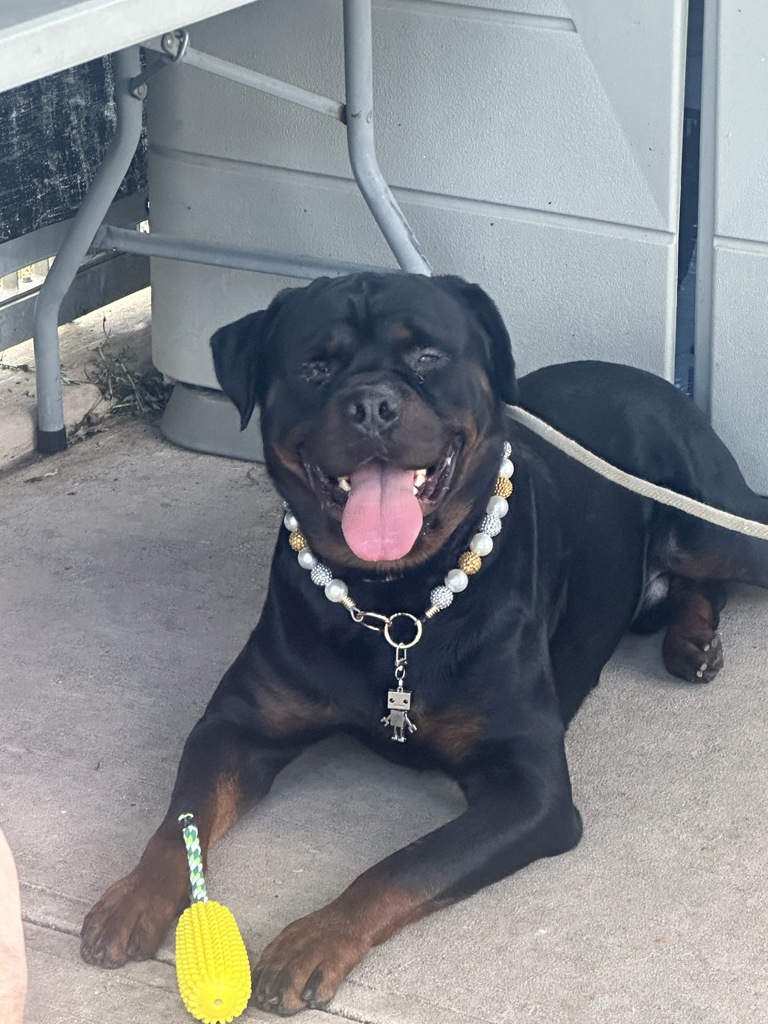 Shelter Stray Male Dog last seen Father Cappadanno Boulevard, STATEN ISLAND, NY, 10305, Staten Island, NY 10309