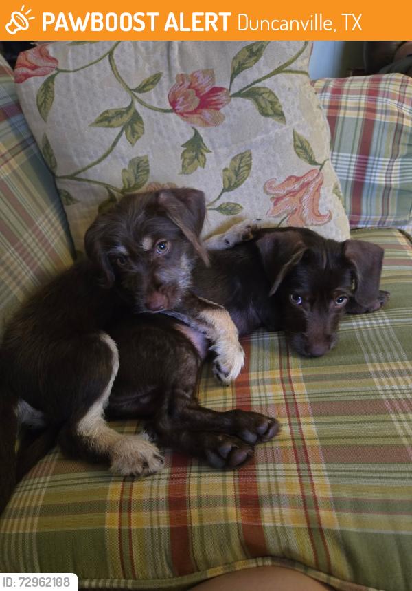 Found/Stray Unknown Dog last seen Center Street and Capri Drive , Duncanville, TX 75116