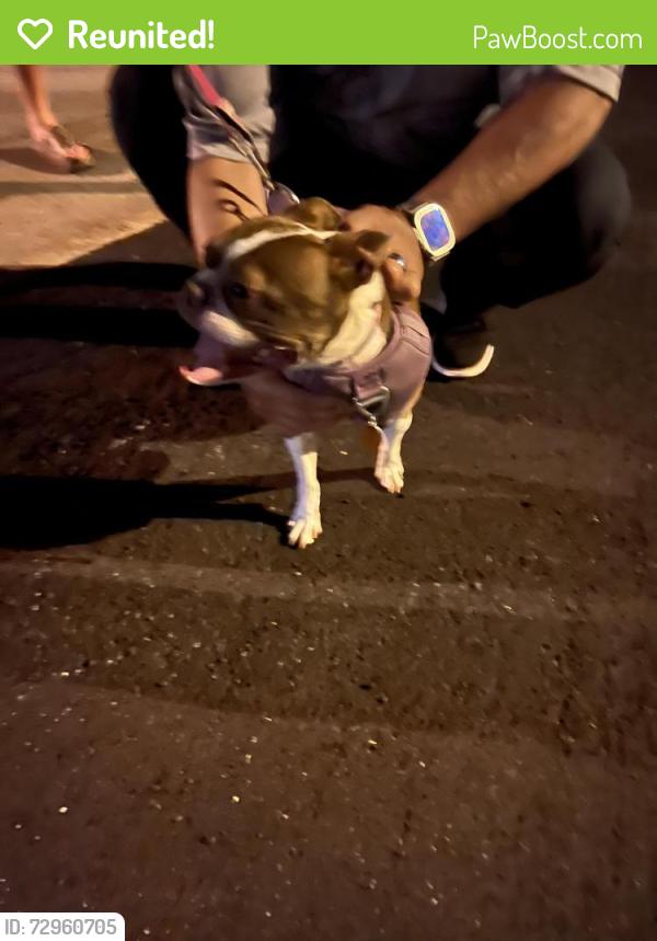 Reunited Female Dog last seen The Vistas, Summerlin , Las Vegas, NV 89138