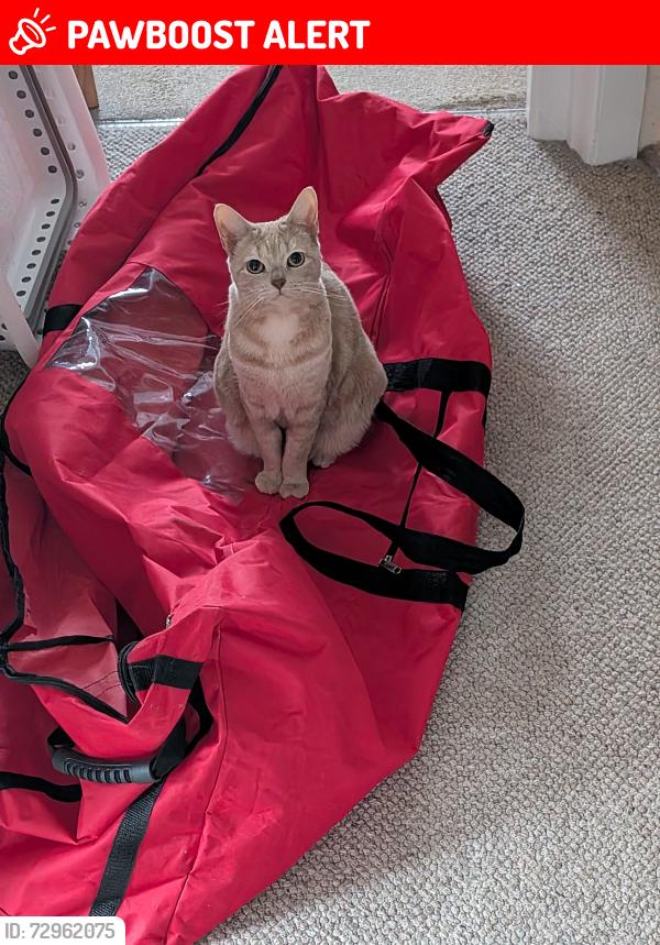 Lost Female Cat last seen Standing Avenue, Greater Manchester, England BL8 2DS