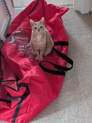 Lost Female Cat last seen Standing Avenue, Greater Manchester, England BL8 2DS