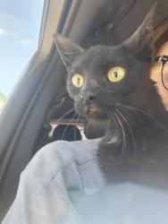 Reunited Female Cat last seen 5th and Iowa st , Perry, IA 50220
