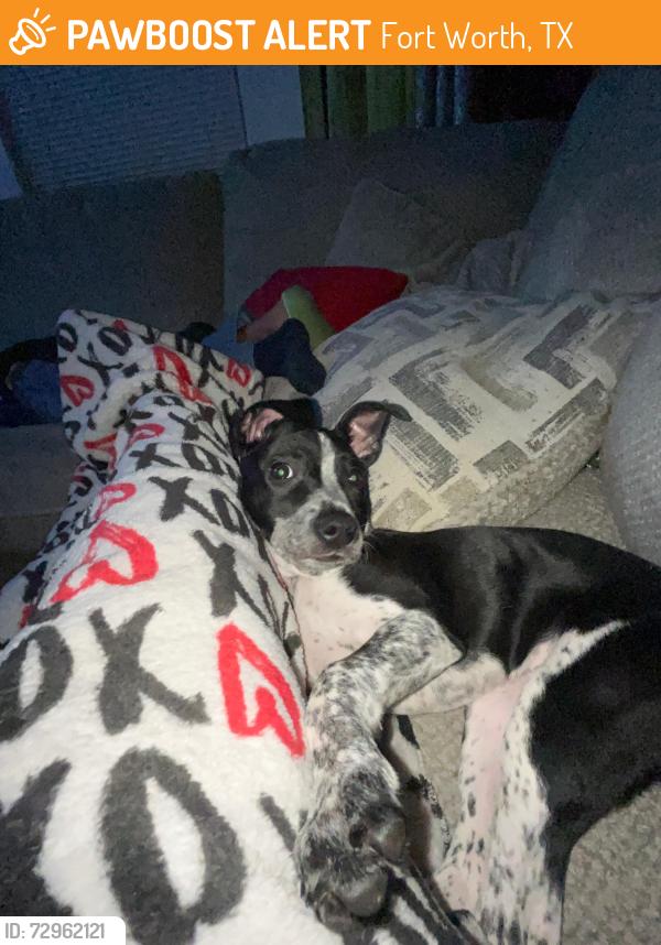 Found/Stray Female Dog last seen Basswood/Denton, Fort Worth, TX 76137