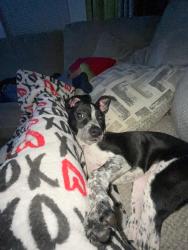 Found/Stray Female Dog last seen Basswood/Denton, Fort Worth, TX 76137