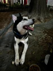 Lost Male Dog last seen galleria area near Fountain View Dr and Winsome Ln., Houston, TX 77026