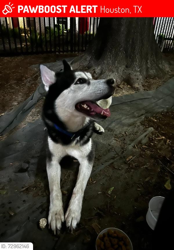Lost Male Dog last seen galleria area near Fountain View Dr and Winsome Ln., Houston, TX 77026