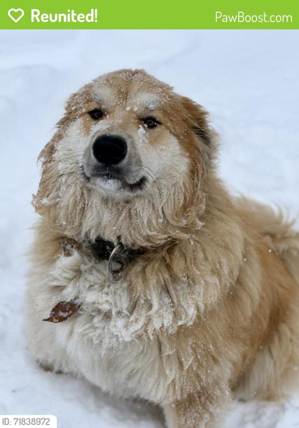 Reunited Female Dog last seen Near Tall Tree Dr, Kingsport TN 37663, Kingsport, TN 37663