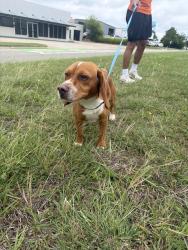 Found/Stray Male Dog last seen 73rd and classen , Oklahoma City, OK 73116