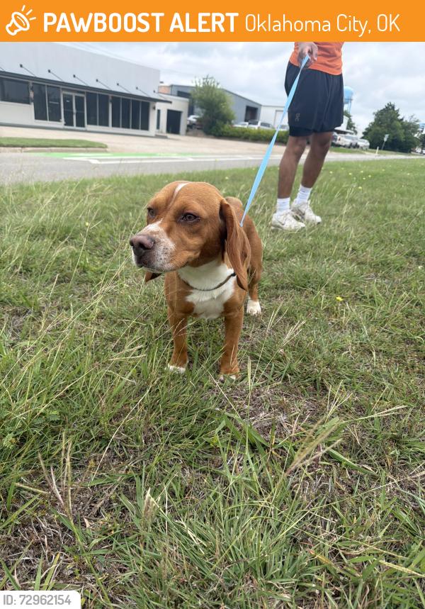 Found/Stray Male Dog last seen 73rd and classen, Oklahoma City, OK 73116