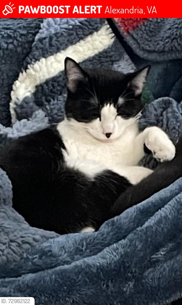 Lost Male Cat last seen doyle drive, Alexandria, VA 22308