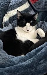 Lost Male Cat last seen doyle drive, Alexandria, VA 22308