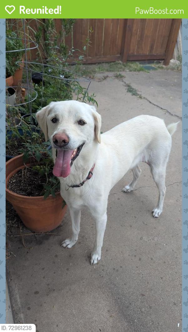 Reunited Female Dog last seen Near South Knoll Elementary , College Station, TX 77840