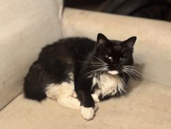 Lost Female Cat last seen Glenwood Ave, Atlanta, GA 30316