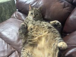 Lost Female Cat last seen Small Cedar, Cedar Branch, Green Cedar, League City, TX 77573