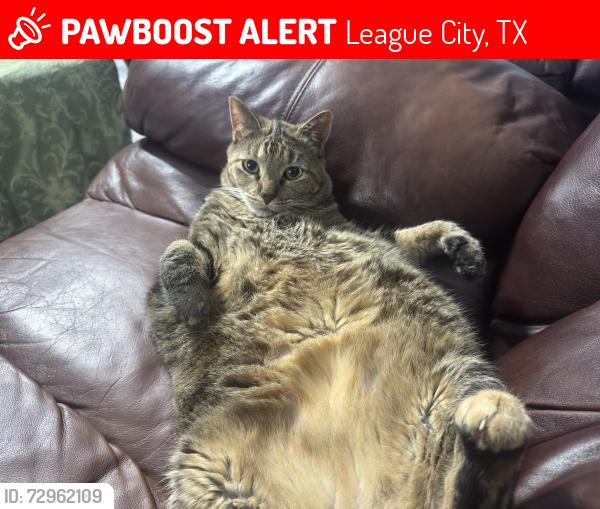Lost Female Cat last seen Small Cedar, Cedar Branch, Green Cedar, League City, TX 77573