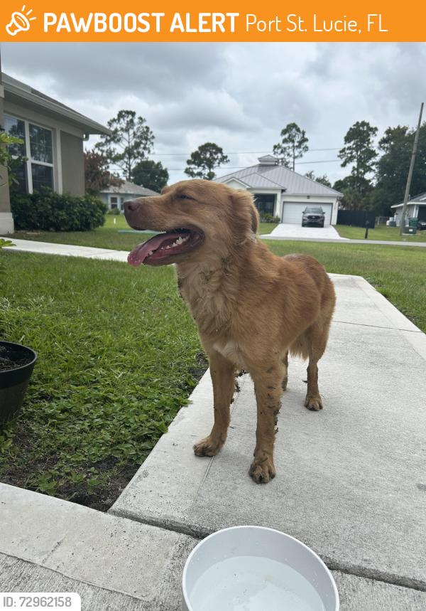 Found/Stray Male Dog last seen Ballweg and Minyo , Port St. Lucie, FL 34953
