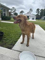 Found/Stray Male Dog last seen Ballweg and Minyo , Port St. Lucie, FL 34953