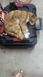 Reunited Male Cat last seen 7th street Hesperia , Hesperia, CA 92345