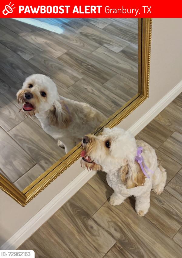 Lost Female Dog last seen Rolling Terrace Circle , Granbury, TX 76049