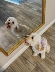 Lost Female Dog last seen Rolling Terrace Circle , Granbury, TX 76049