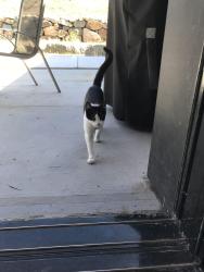 Found/Stray Female Cat last seen near lake off of east natoma street, Folsom, CA 95630