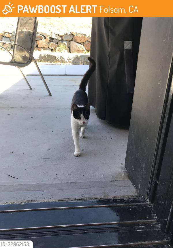 Found/Stray Female Cat last seen near lake off of east natoma street, Folsom, CA 95630